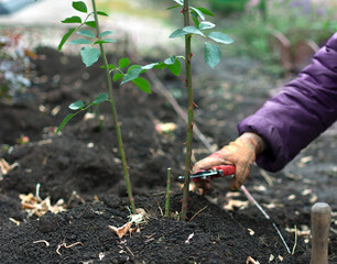 Pruning rose bushes before winter