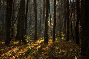 Autumn landscape: Morning forest with loose leaves, streaks of light and shadow and sunbeams...