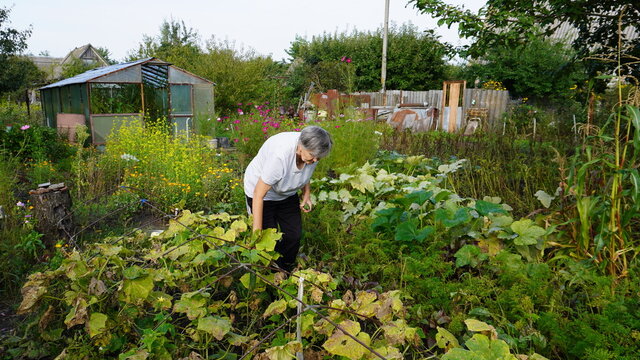 a retired farmer woman on a garden plot collects cucumbers on a bed against a background of trees in summer, doing agriculture in Russia