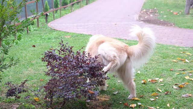 brown golden retriever is peeing hedge in the garden