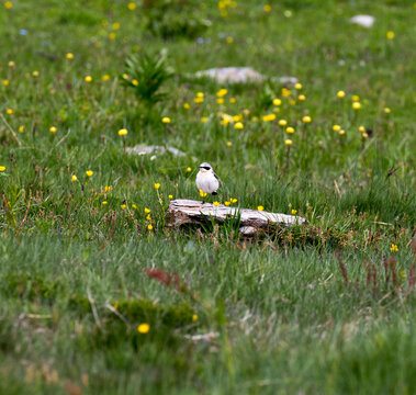 View Of Northern Wheatear Bird