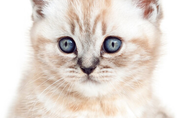 Parts of kittens. Kitten head close up isolated on white background.