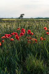 Klatschmohn nahaufname mit Landschaft im Hintergrund