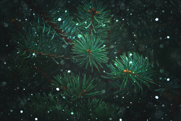 Natural background - fir branches, snowfall and border.