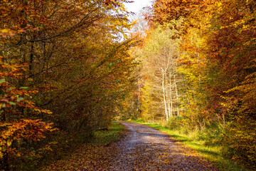 Fototapeta na wymiar Herbst im Wald
