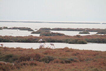 flamingos in pond