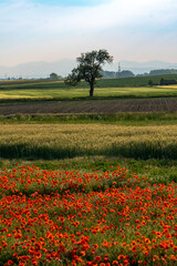 Baum auf Feld mit Klatschmohn im Vordergrund