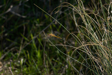 dragonfly outdoor on wet morning