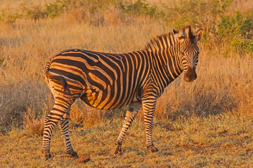Burchell's Zebra Equus quagga burchellii 13725