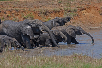 Herd of African Elephant Loxodonta africana drinking 13737