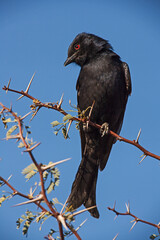 Fork-tailed Drongo Dicrurus adsimilis 4845