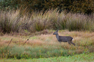 Fawn in its natural environment.