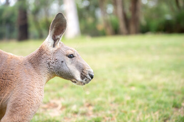 kangaroo in freedom in australia