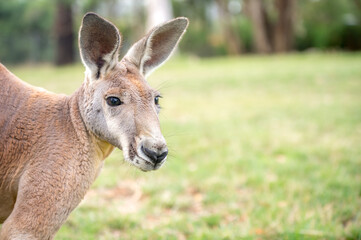 kangaroo in freedom in australia