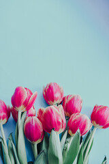 bouquet of red tulips on a blue background