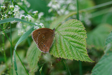 Beautifull butterfly on flower