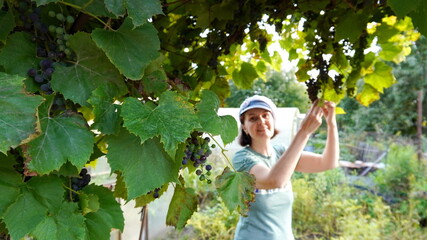 a woman in a cap collects grapes against the background of an arch with vines on a garden plot in...