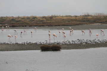 flamingos in the water