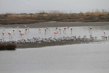 flamingos in the water