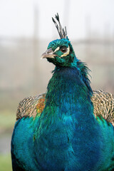 Portrait of peacock male  on hazy day