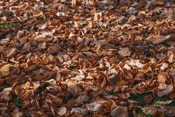 Autumn in the park. Beautiful yellow leaves have fallen from the tree.