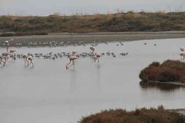 flamingos in the water