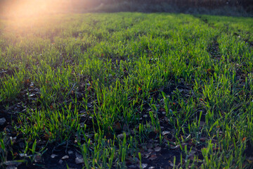 Obraz premium field of winter rye in the evening light