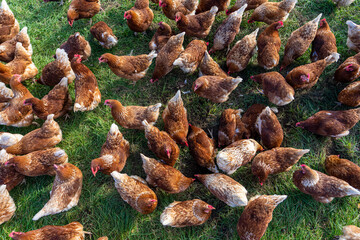Eine große Gruppe glücklicher Hühner in biologischer Freilandhaltung auf einer Wiese in Bayern...