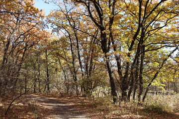 Fototapeta na wymiar fine autumn day in the forest 