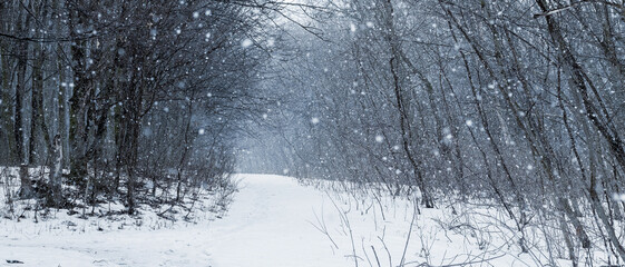 Naklejka premium Winter forest during snowfall. Snowy road in the winter forest