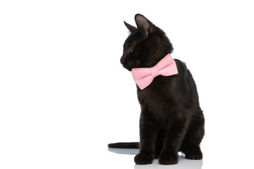 elegant metis black kitten wearing pink bowtie and looking to side