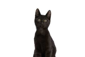 cute little metis cat looking up and sitting in studio