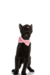 hungry little metis cat wearing bowtie, looking up and sticking out tongue
