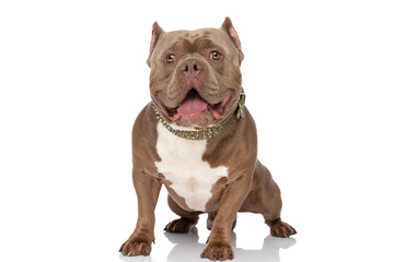 cute american bully dog looking up and sticking out tongue