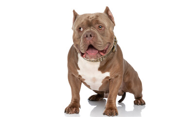 brown american bully doggy with golden collar looking to side and panting