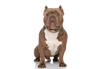 cute bully dog wearing golden collar and sitting on white background