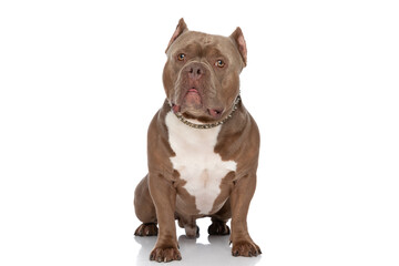 adorable american bully dog with golden collar looking up