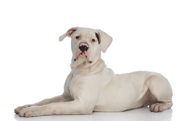 side view of adorable american bulldog puppy laying down