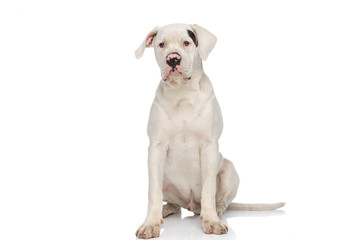 lovely american bulldog dog looking away and sitting in studio