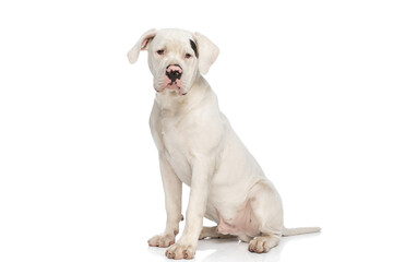 adorable american bulldog dog looking away and sitting in studio