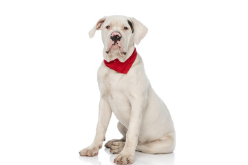 cute american bulldog dog with red bandana sitting in studio