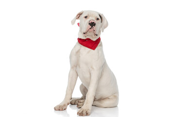 white american bulldog puppy wearing red bandana and sitting