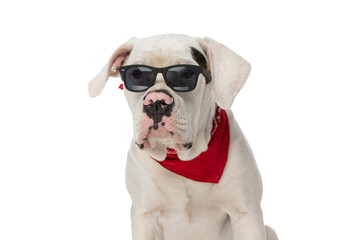 cool american bulldog puppy wearing sunglasses and looking away