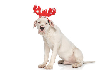 white american bulldog dog with reindeer ears headband