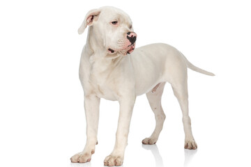 Obraz premium adorable american bulldog puppy looking to side