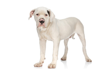 beautiful american bulldog dog standing on white background