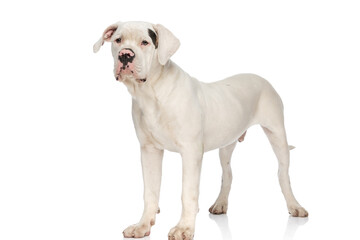 Fototapeta premium precious american bulldog dog looking away and standing in studio