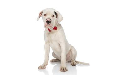 white american bulldog dog with red bowtie sitting in studio