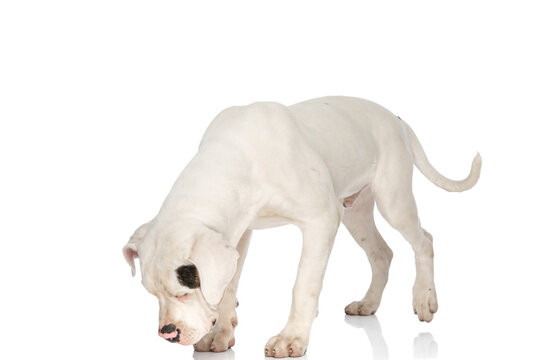 curious american bulldog dog looking down and sniffing