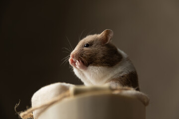 sweet syrian hamster touching his face and feeling shocked
